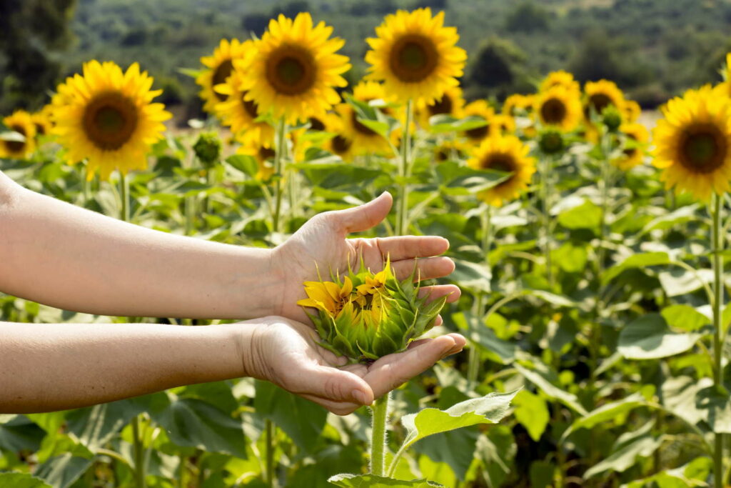 Sonnenblumen in der Hand