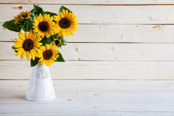 Sonnenblumen in der Vase: Abschneiden & in heißes Wasser stellen