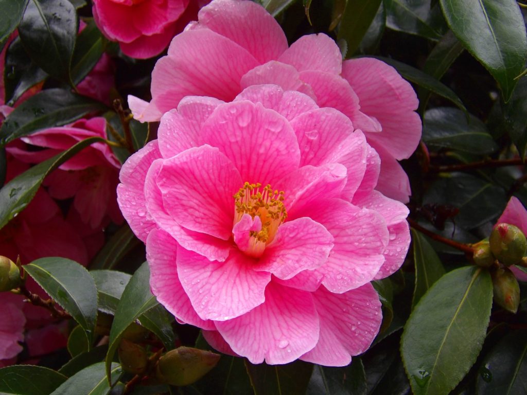 Spring's Promise Kamelie rosa Blüte