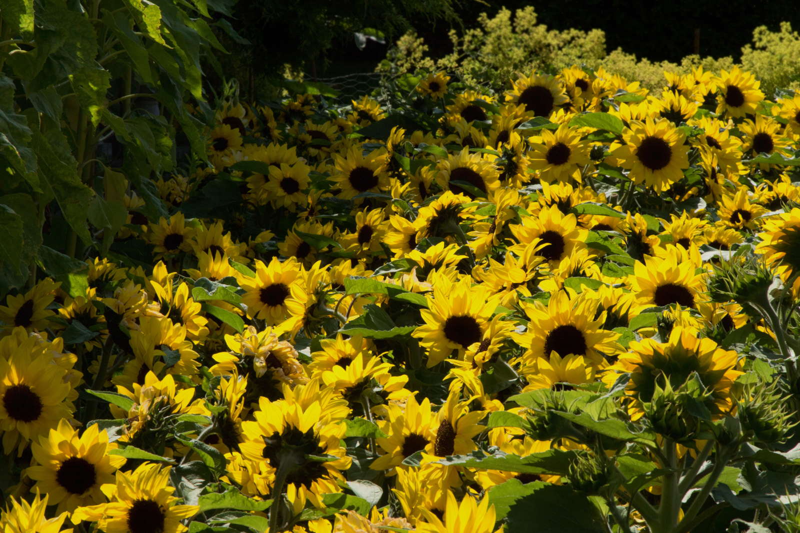 Sonnenblumenarten Die 50 Schonsten Sorten Ubersicht Plantura