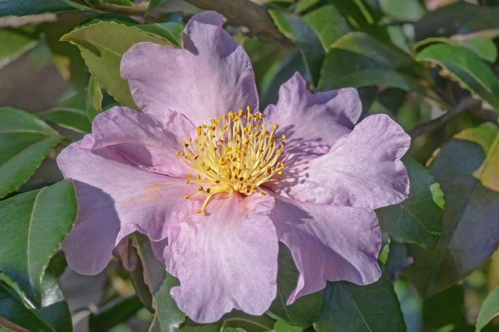 Winter's Star hybrid camellia violet