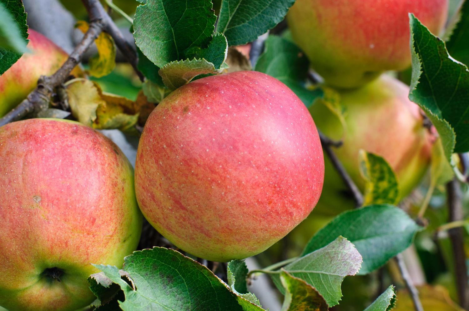 Alte Apfelsorten: Top 30 der alten & resistenten Apfelsorten