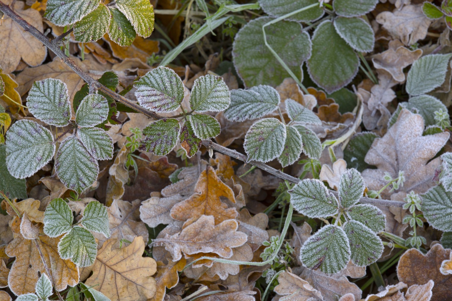 31+ Brombeeren Pflanze Über Winter, Wie werden die brombeeren im.