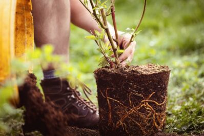 Brombeeren pflanzen: Anleitung & Tipps vom Profi