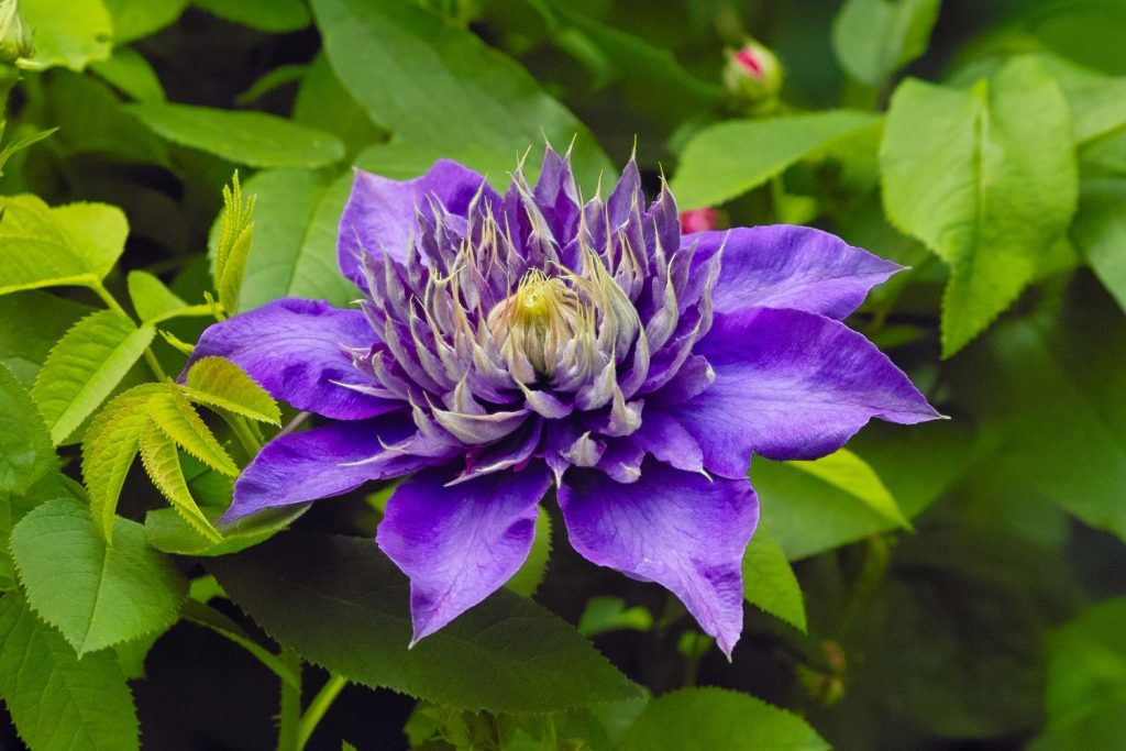 Blüte der Clematissorte 'Multi Blue'