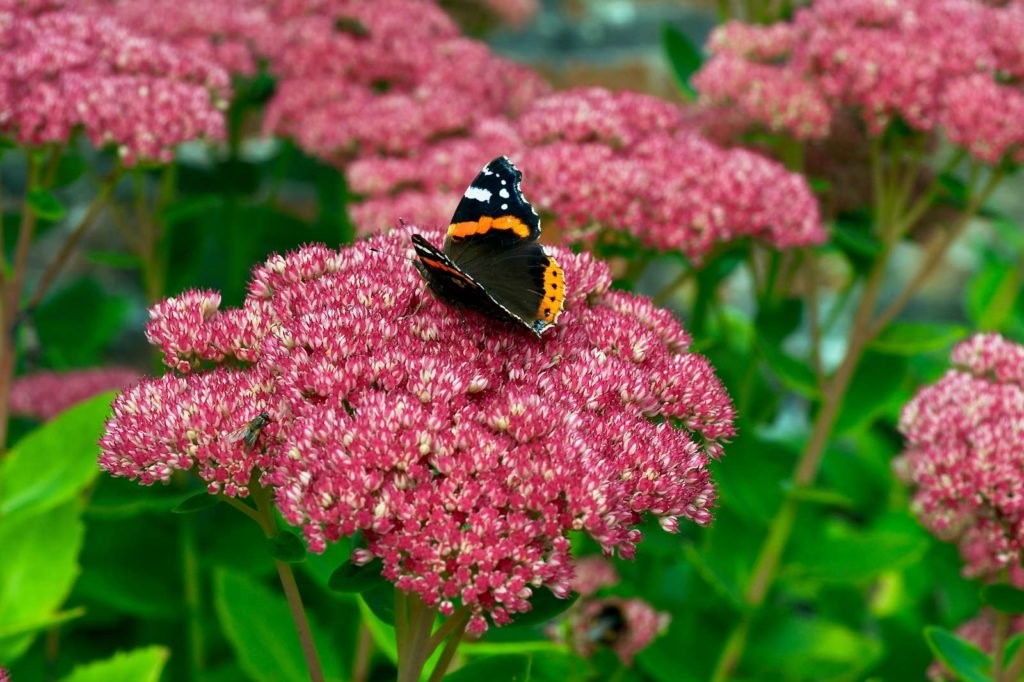 Schmetterling auf Blüte der Fetten Henne
