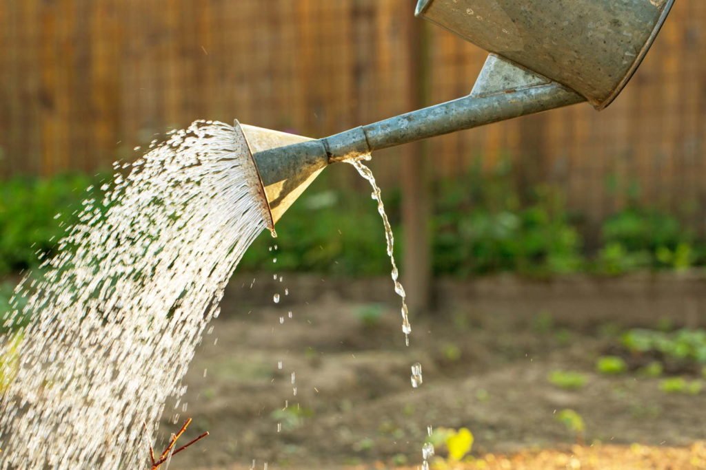 Gießkanne mit Wasser im Garten