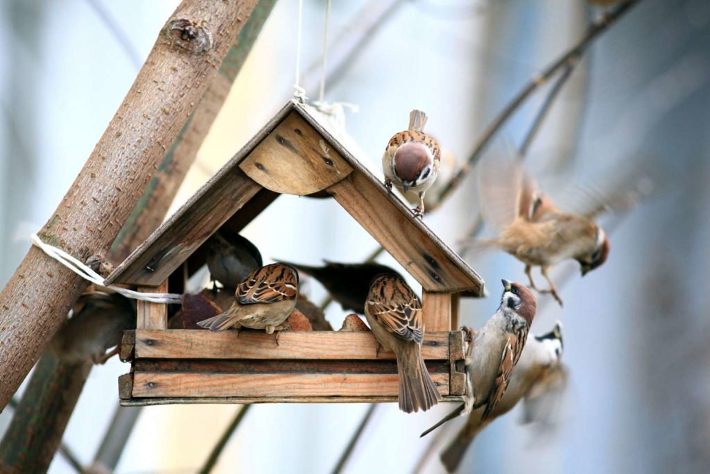 Vogelhaus aus Holz und Vögel