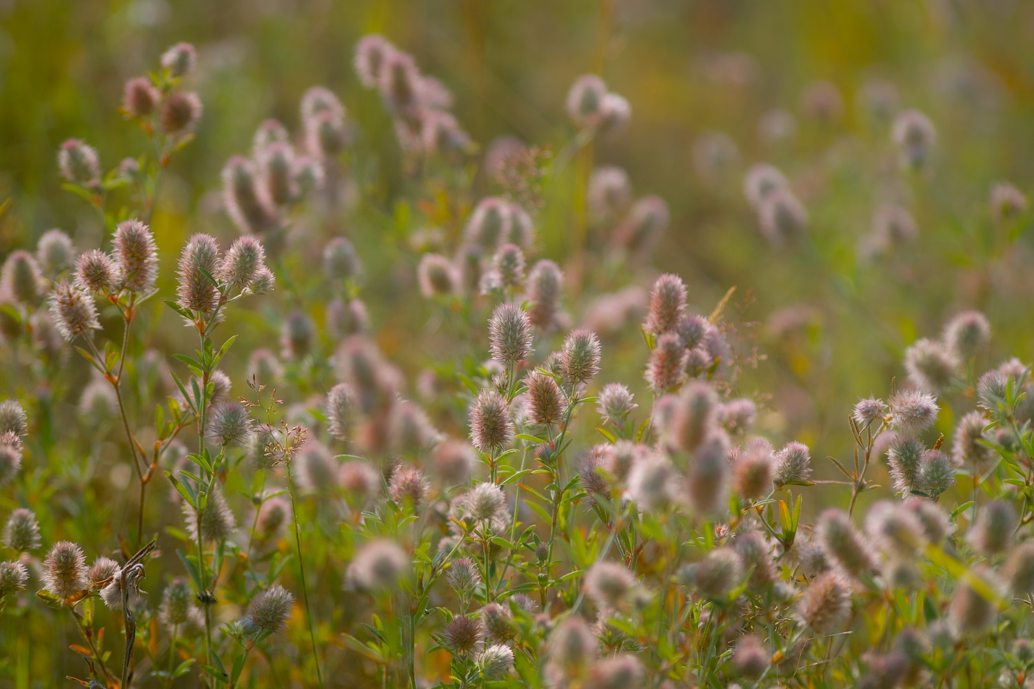 Humuswirtschaft Anleitung & ExpertenTipps Plantura