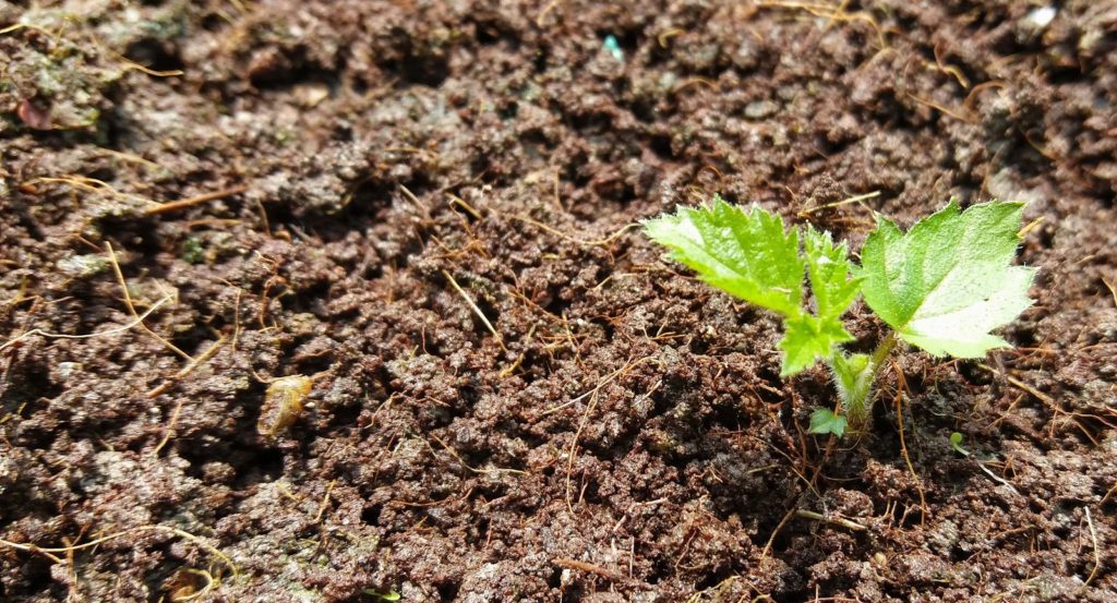 junge Brombeerpflanze in Erde im Garten