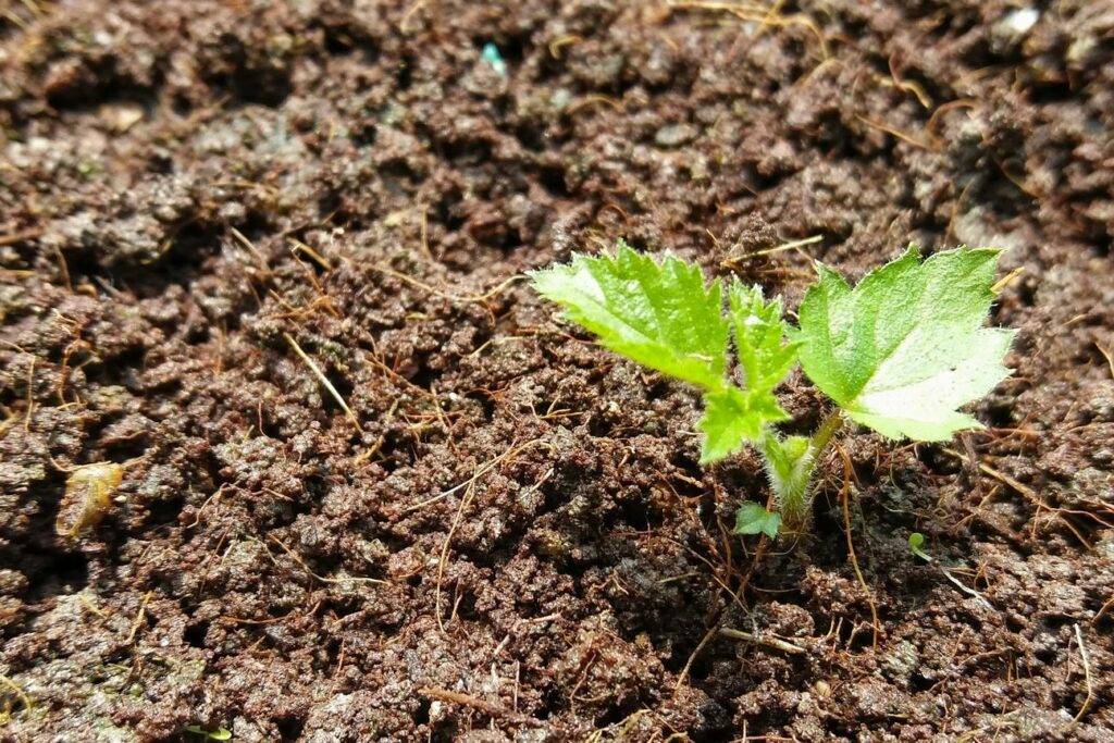 junge Brombeerpflanze in Erde im Garten