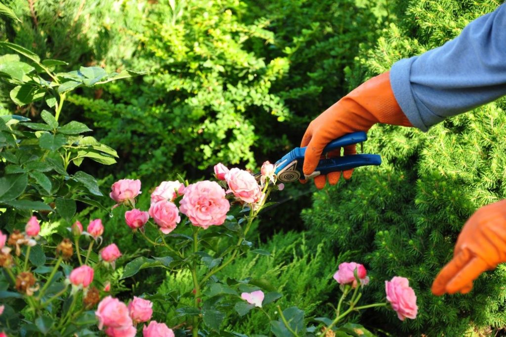 Blüten mit Schere schneiden