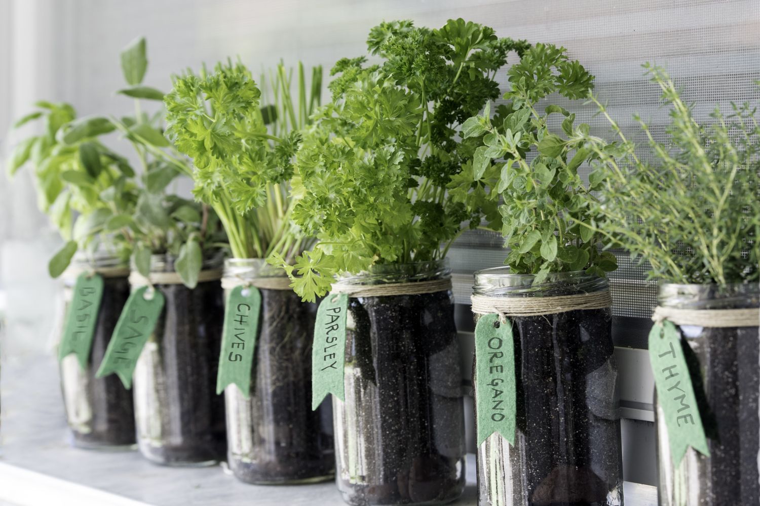 Kräuter im Glas pflanzen: Anleitung & Tipps