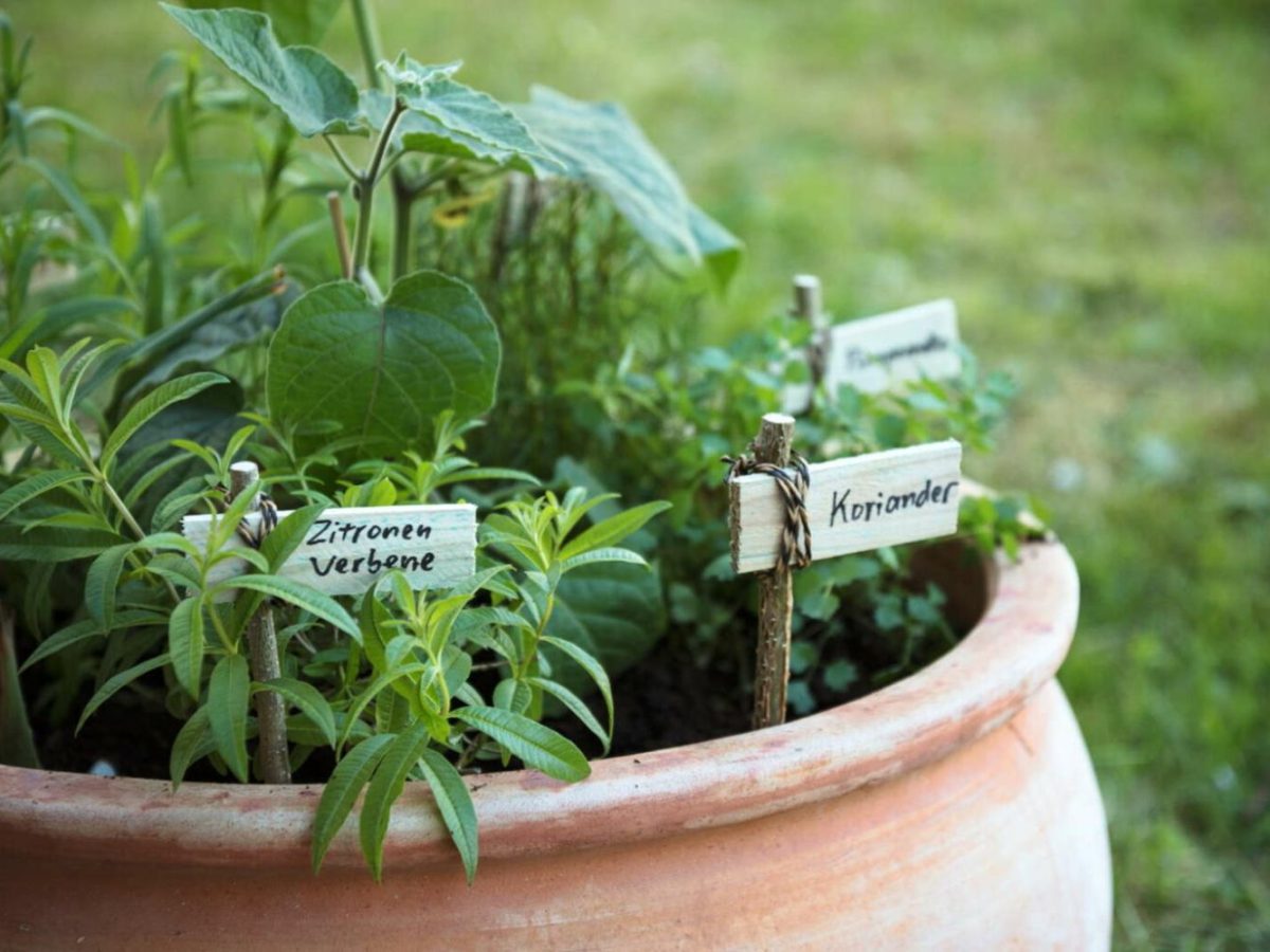 Kruter pflanzen: Tipps fr Balkon & Beet - Plantura