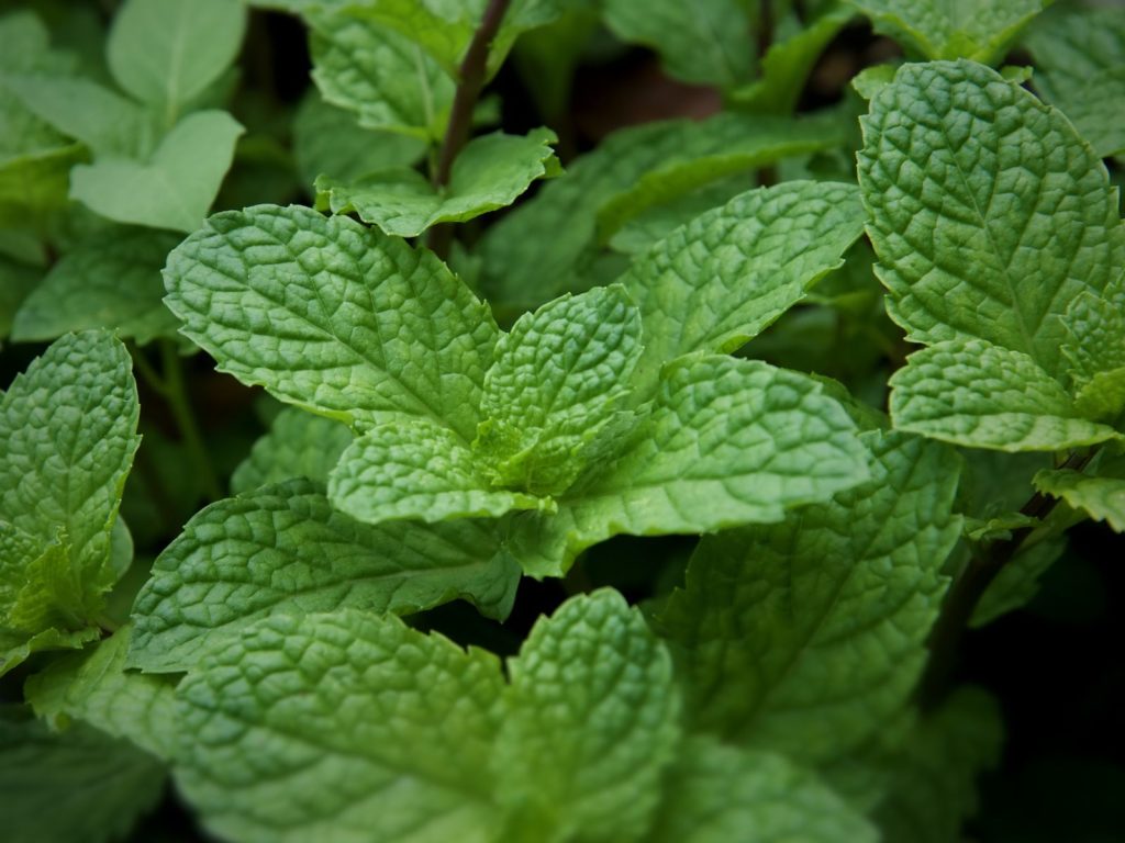 Minze im Garten wachsend