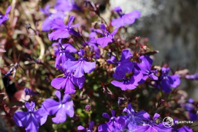 Schattenpflanzen: 16 Pflanzen für den Schatten in Ihrem Garten