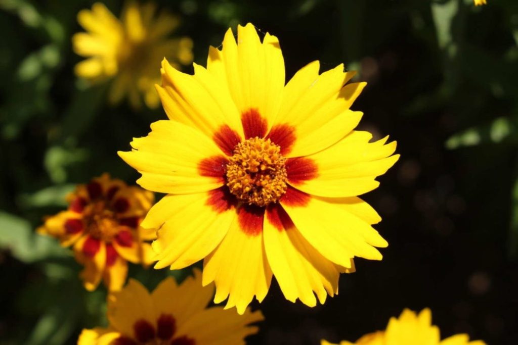 Gelbe Blüte des pflegeleichten Mädchenauge