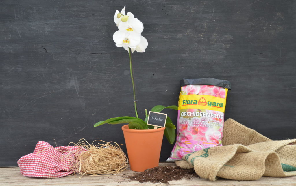 Orchidee blühend mit Orchideenerde