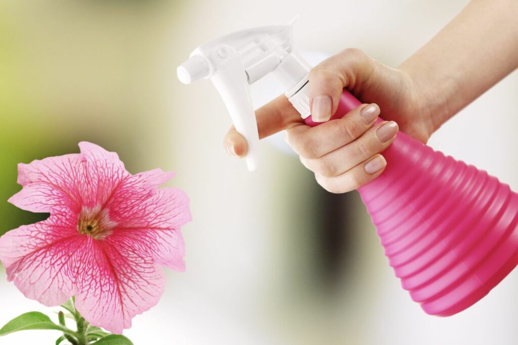 Petunie wird mit einer Sprühflasche besprüht