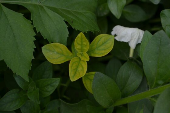 Gelbe Blätter an Petunien: Chlorose erkennen, vorbeugen & bekämpfen