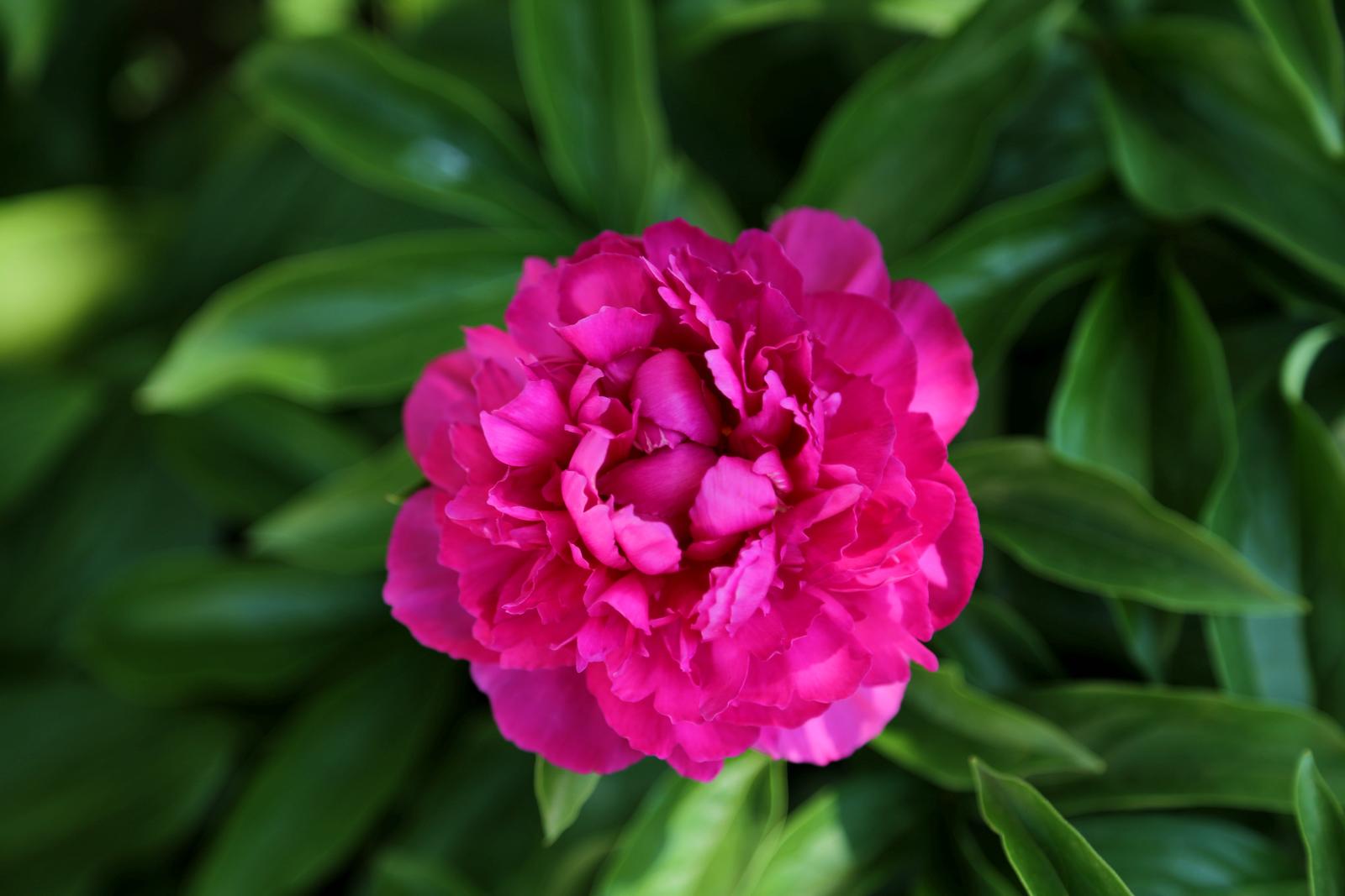 Pfingstrose mit pinker Blüte