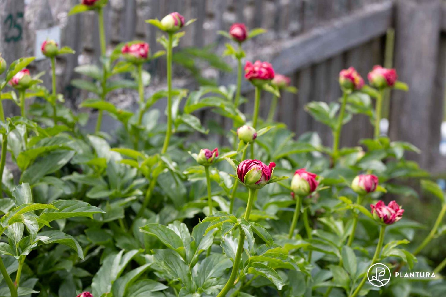 Pfingstrosen umpflanzen: Standort, Zeitpunkt & Anleitung