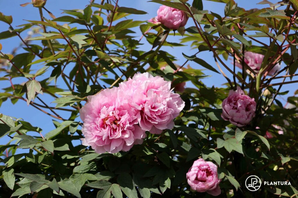 rosa Pfingstrose