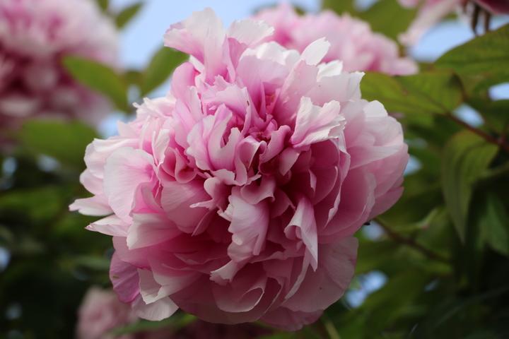 Rosa Blüte der Pfingstrose