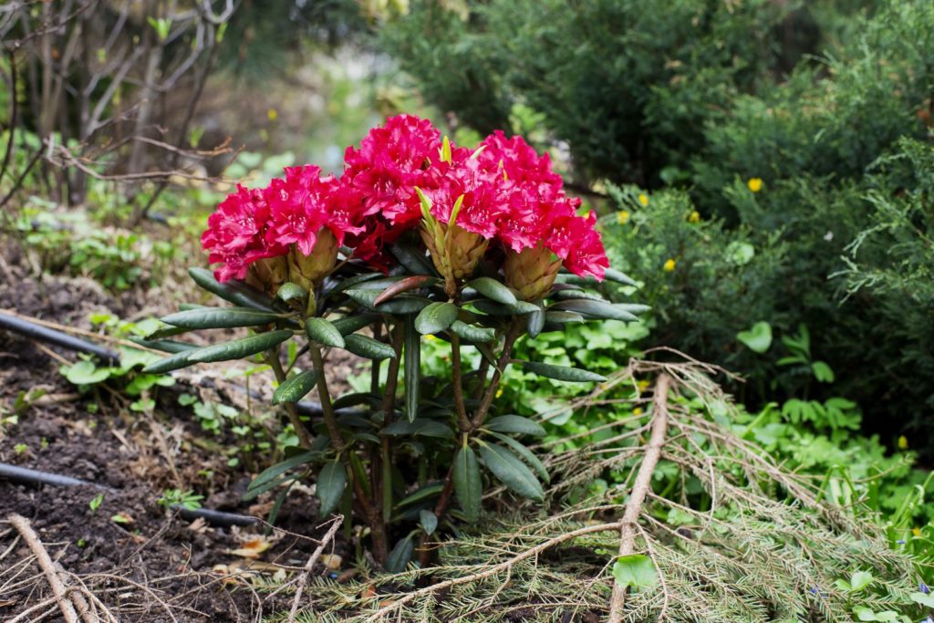 pinker Rhododendron im Park