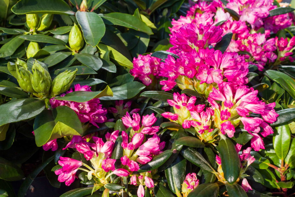 pinker rhododendron nah im Garten
