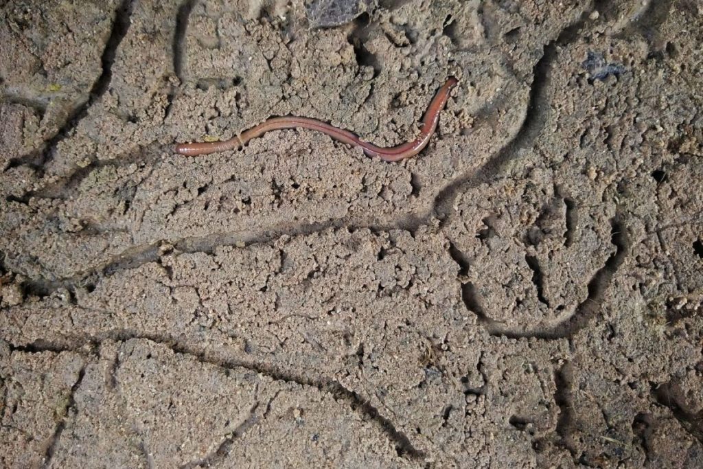 Regenwürmer im Garten Wichtige Funktionen Plantura
