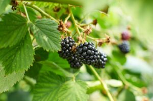 Brombeeren