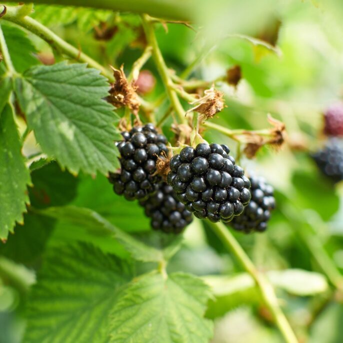 Brombeersorten: Unsere Top 20 in der Übersicht