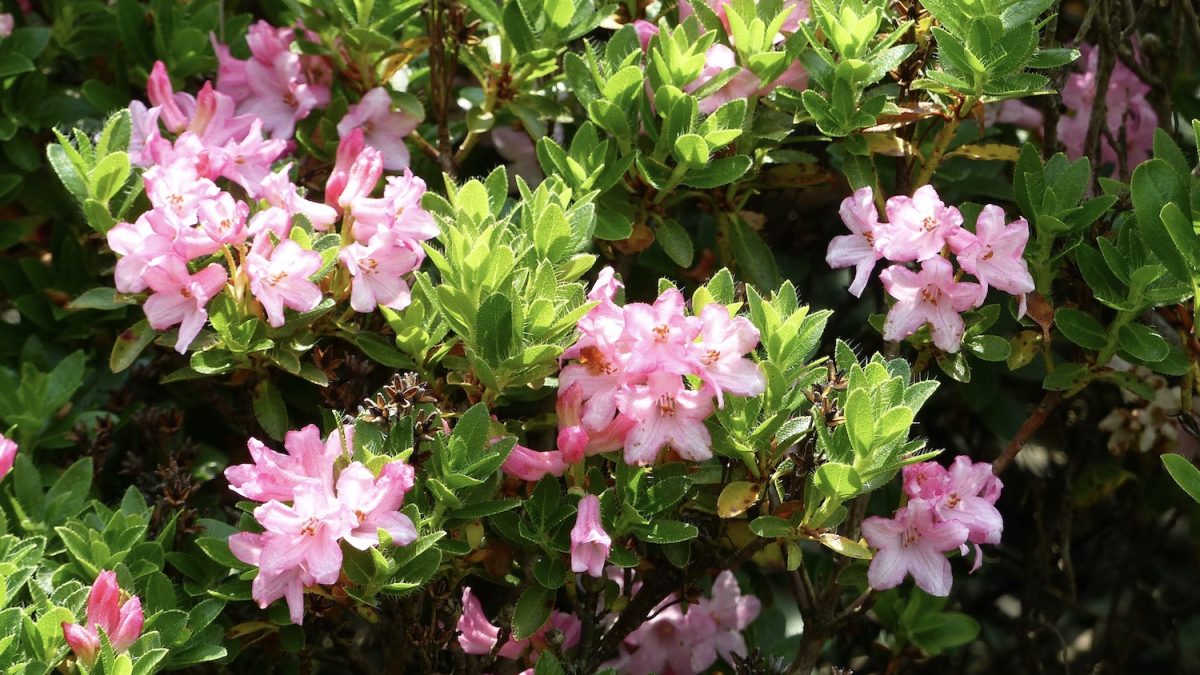 Rhododendron Bloombux: Bltezeit & Standort - Plantura