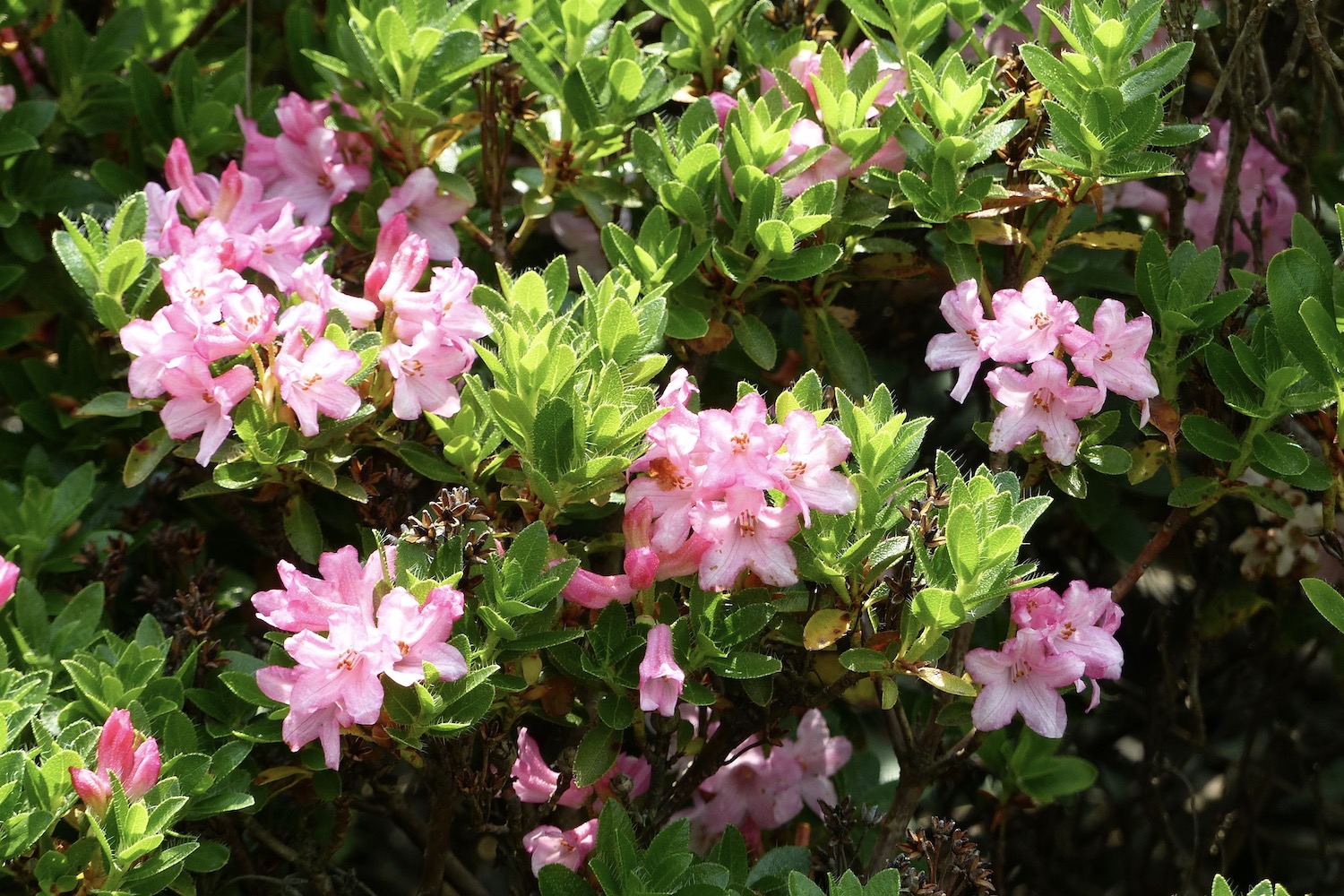 Rhododendron Bloombux Blütezeit & Standort Plantura