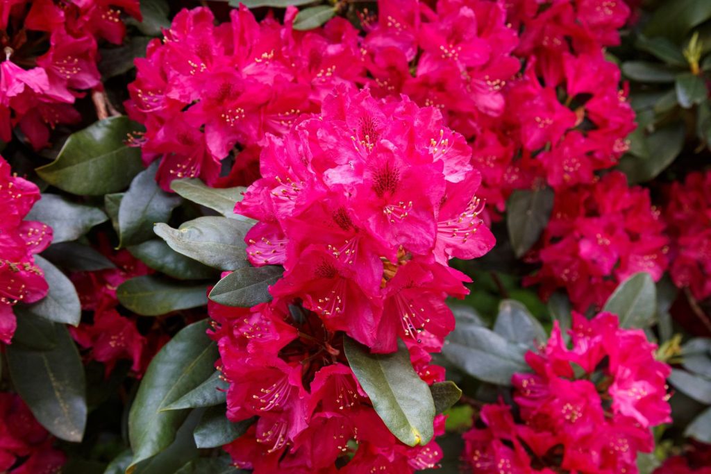 Nahaufnahme pinker Rhododendronblüten