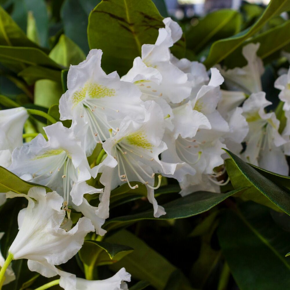 Rhododendron umpflanzen: Zeitpunkt & Anleitung - Plantura