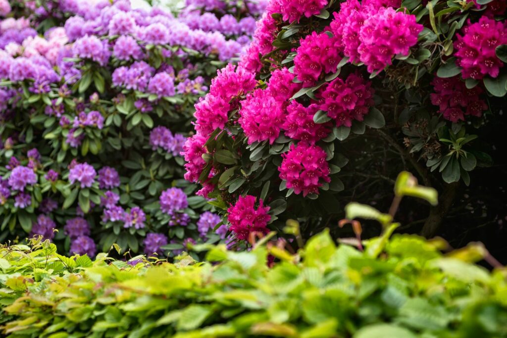 Blühende Rhododendronbüsche