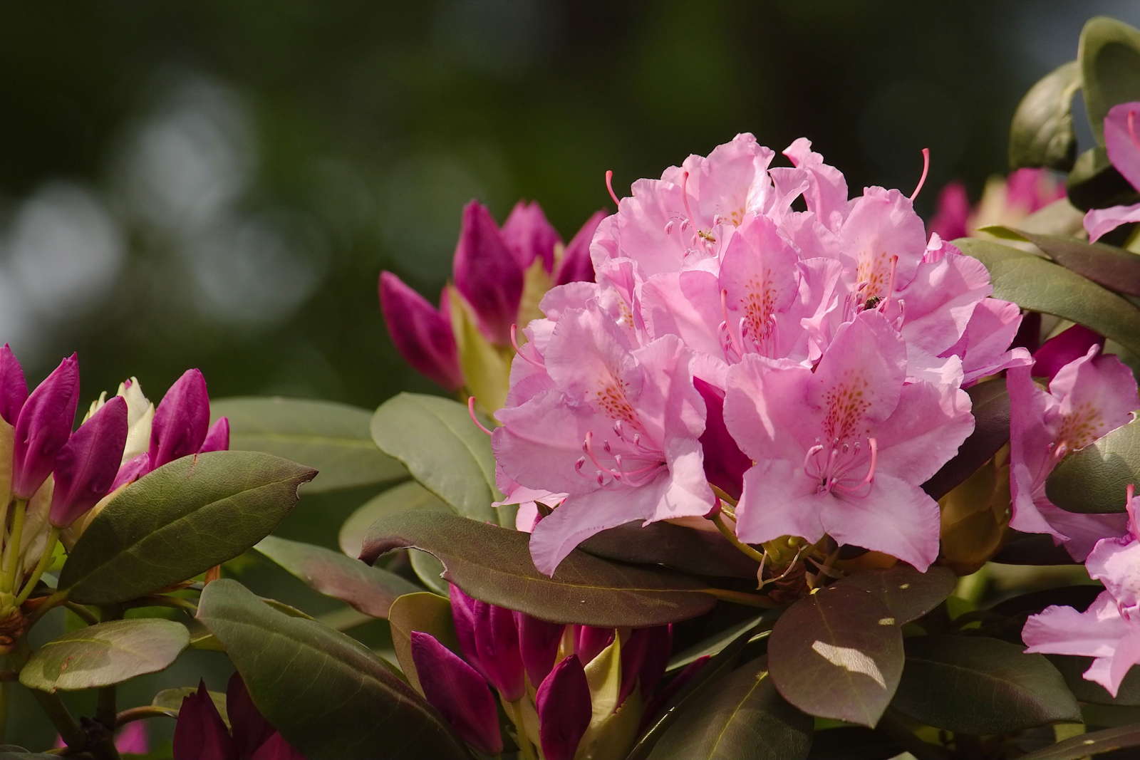 39+ Rhododendron Pflanzen Was Braucht Er, Rhododendron pflanzen