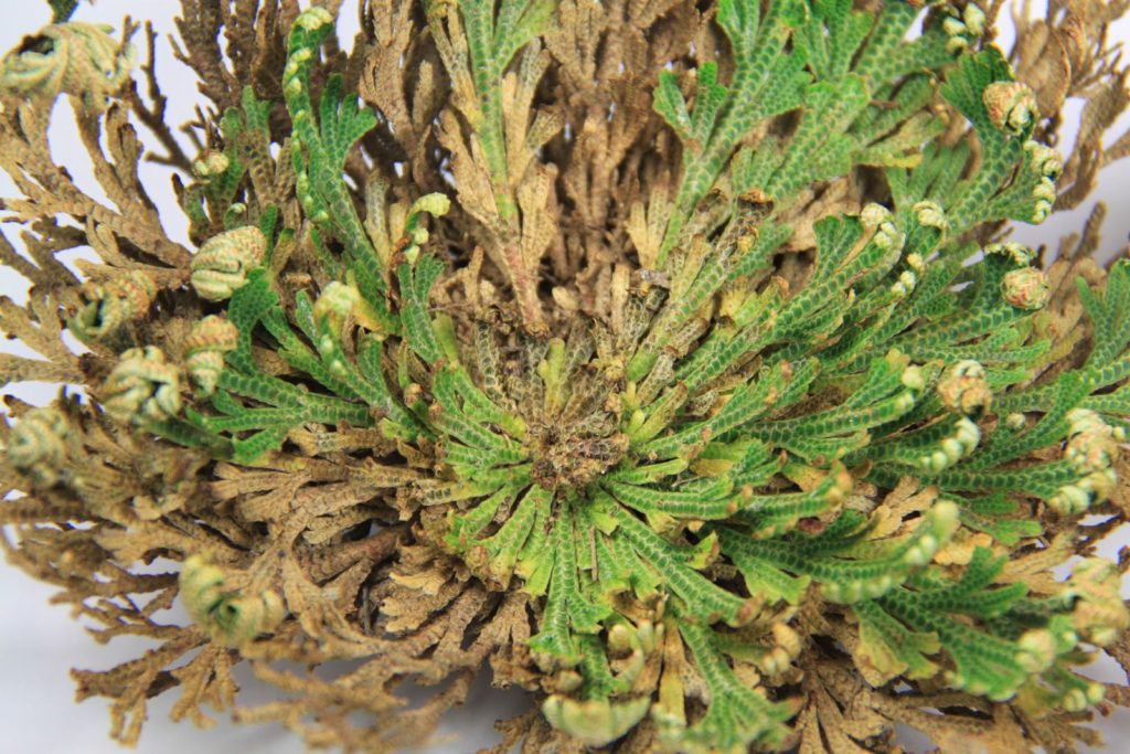 Geöffnete Rose von Jericho