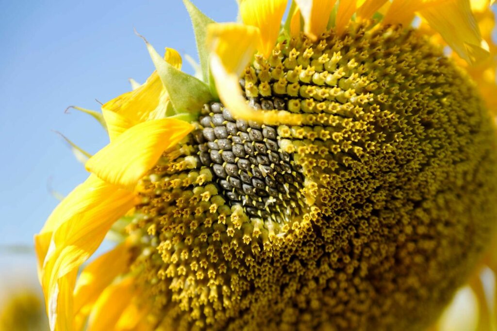 Sonnenblumenkerne an Blütenkopf