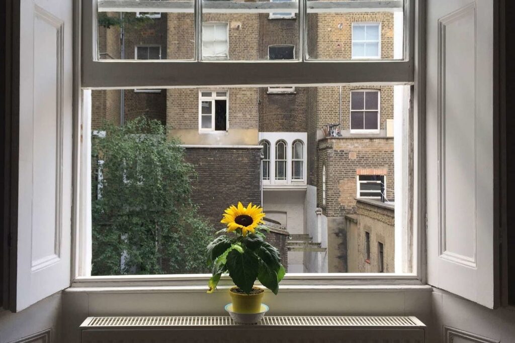 Sonnenblume auf dem Fensterbrett