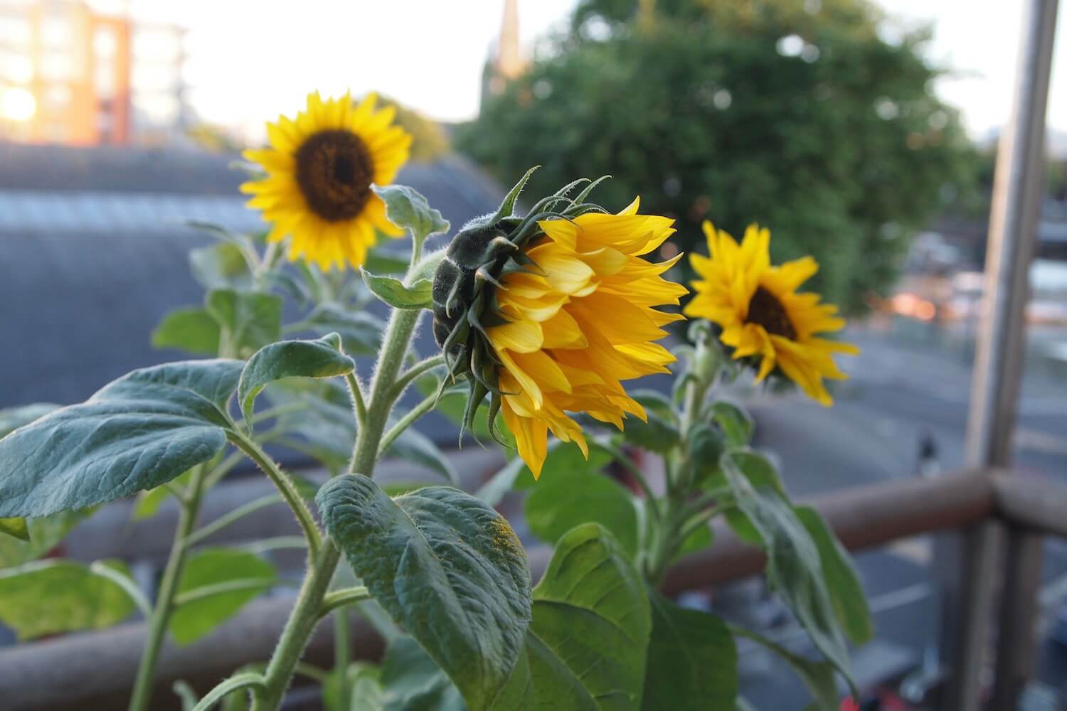 55+ Sonnenblumen Pflanzen Tipps, Also höchste zeit für deine