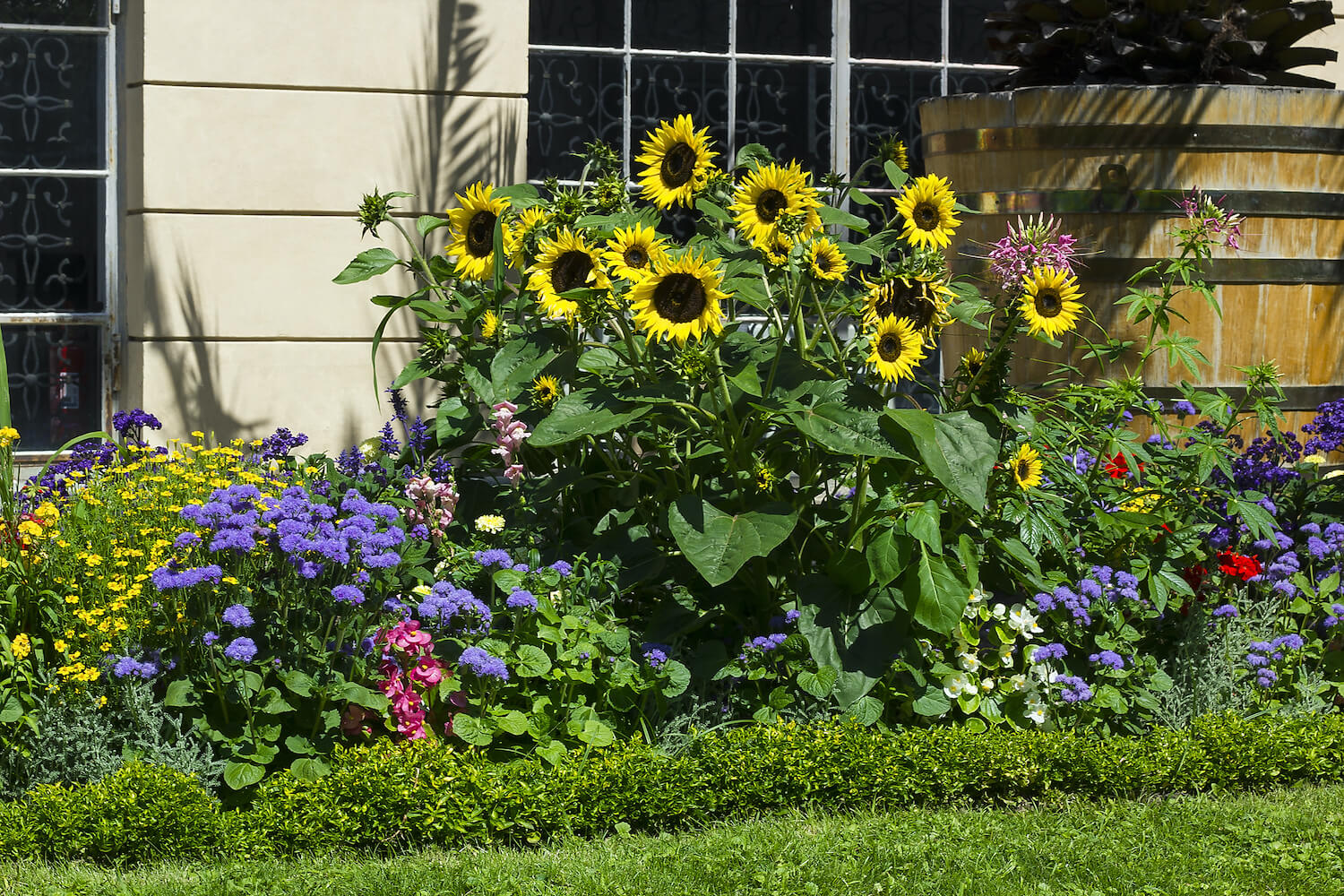 Sonnenblumen pflanzen Tipps für Balkon & Garten Plantura