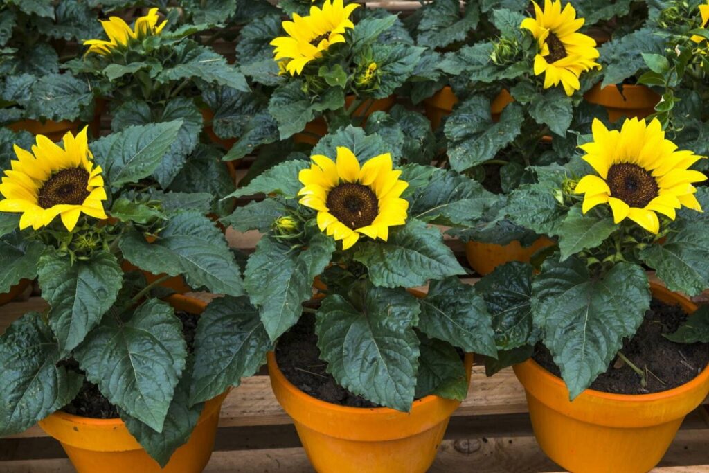Sonnenblumen in Töpfen