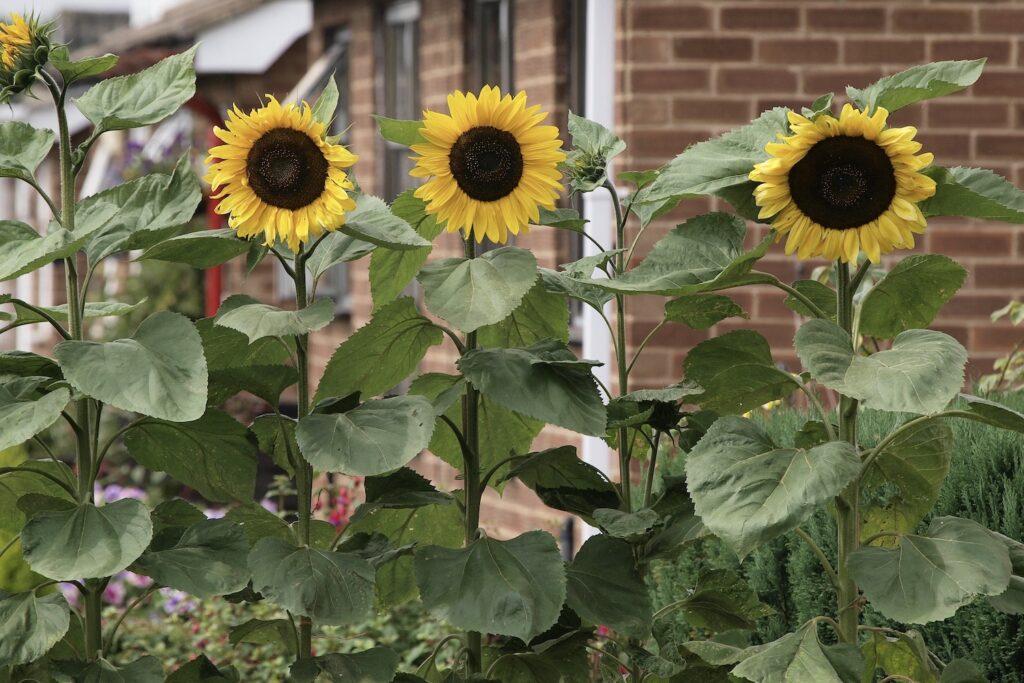 Sonnenblumen vor Haus