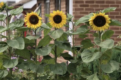 Sonnenblumen pflanzen: Anleitung für Topf, Beet & Balkon
