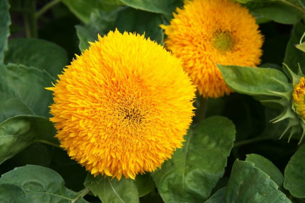 Sonnenblume mit gefüllter Blüte