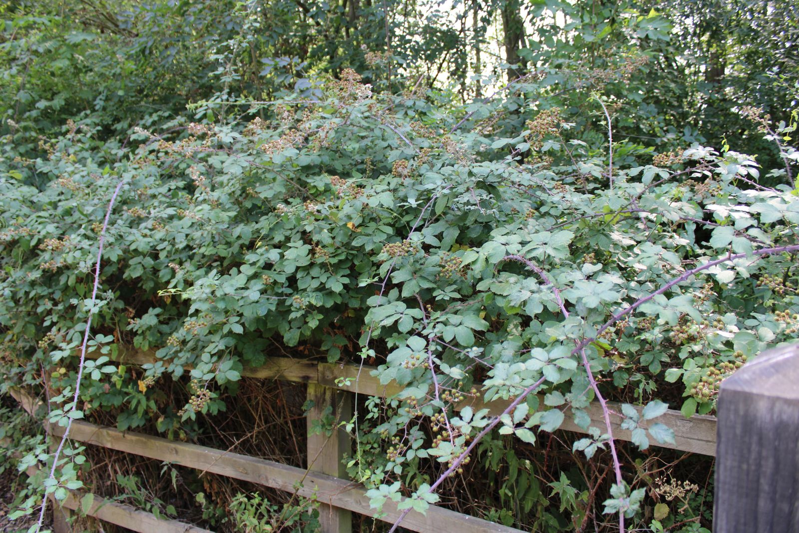 Brombeersorten: Unsere Übersicht - Plantura