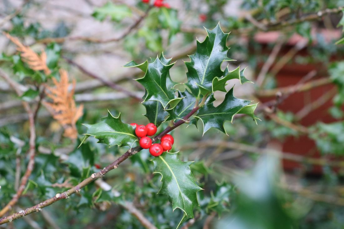 Weihnachtspflanzen Die 10 schönsten Plantura